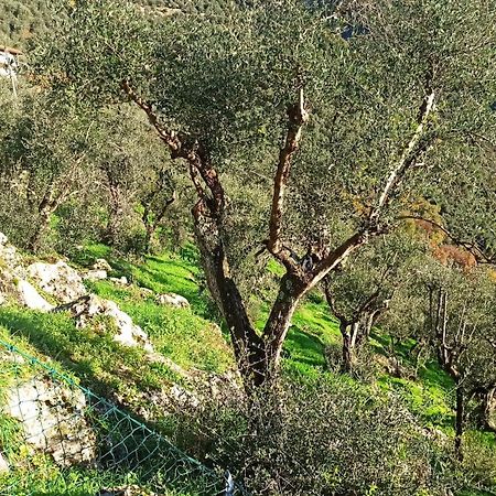 Casa Berti - Urlaub Im Olivenhain كامايوري المظهر الخارجي الصورة
